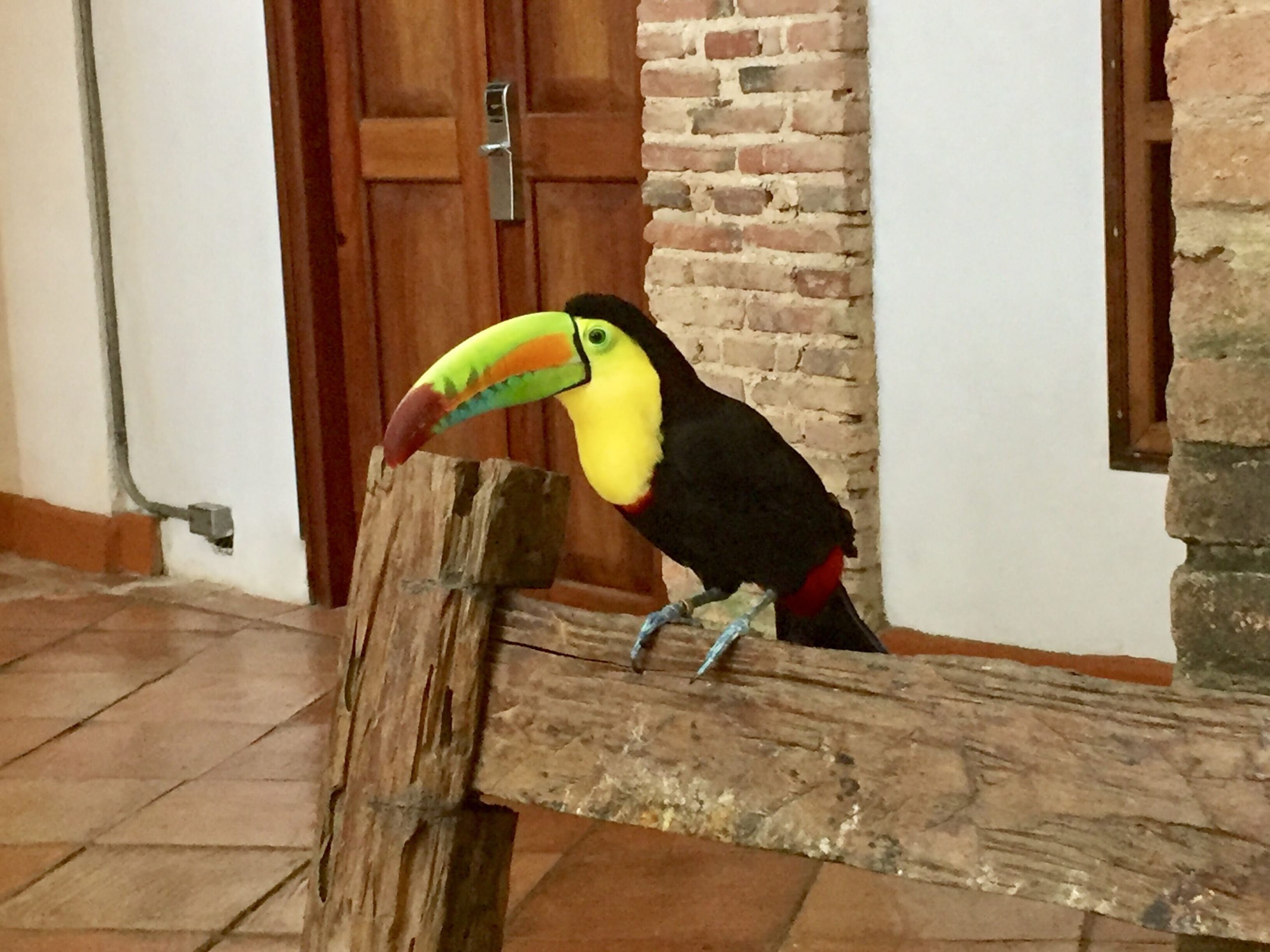 tucano-de-bico-verde-em-pe-em-cima-de-um-tronco-ambiente-rural