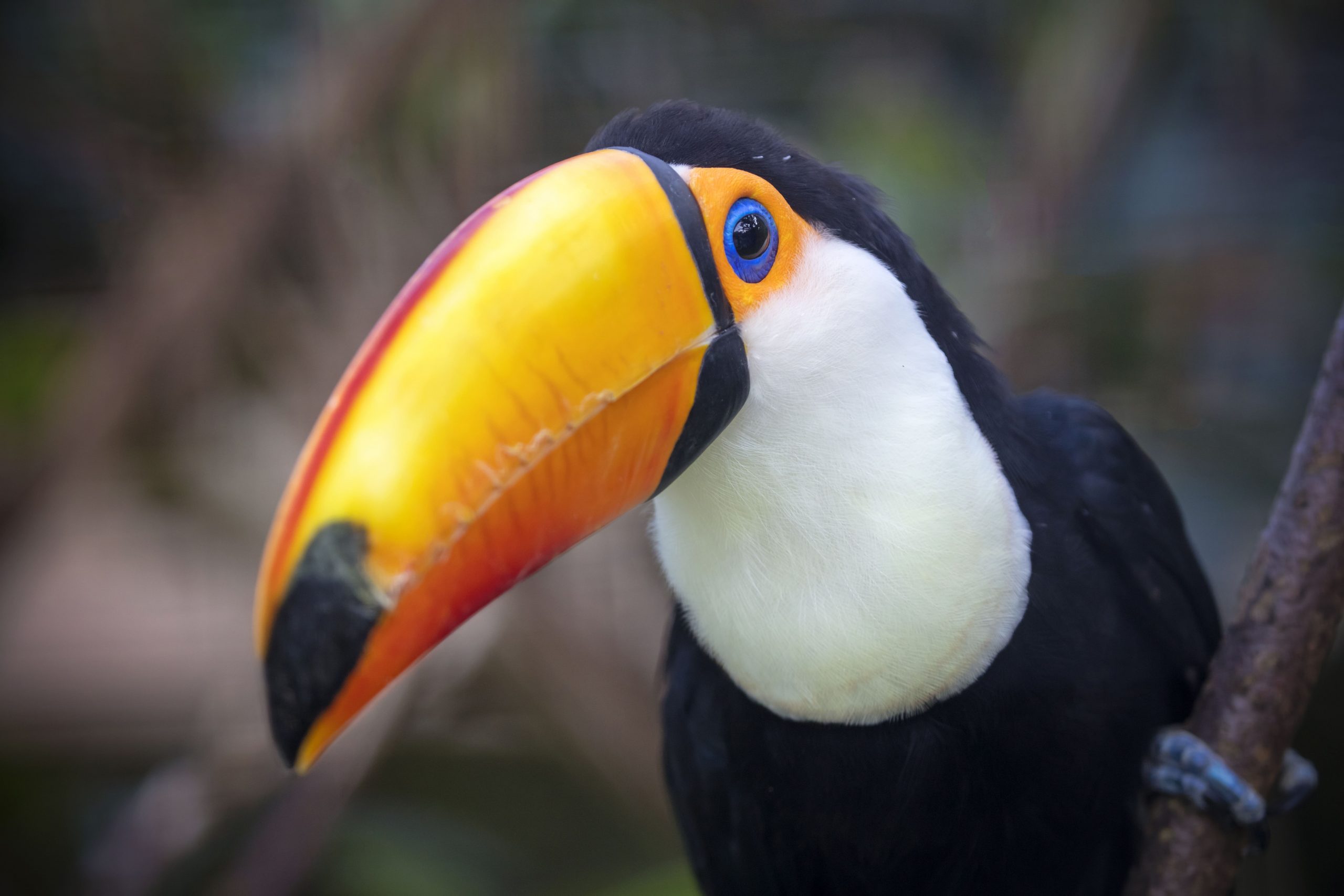 especies-de-aves-no-brasil-tucano-poleirado-num-tronco-mostrando-os-olhos-azuis