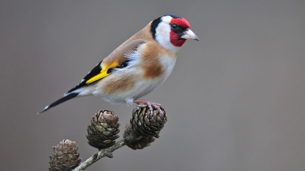 aves-brasileiras-pintassilgo-portugues