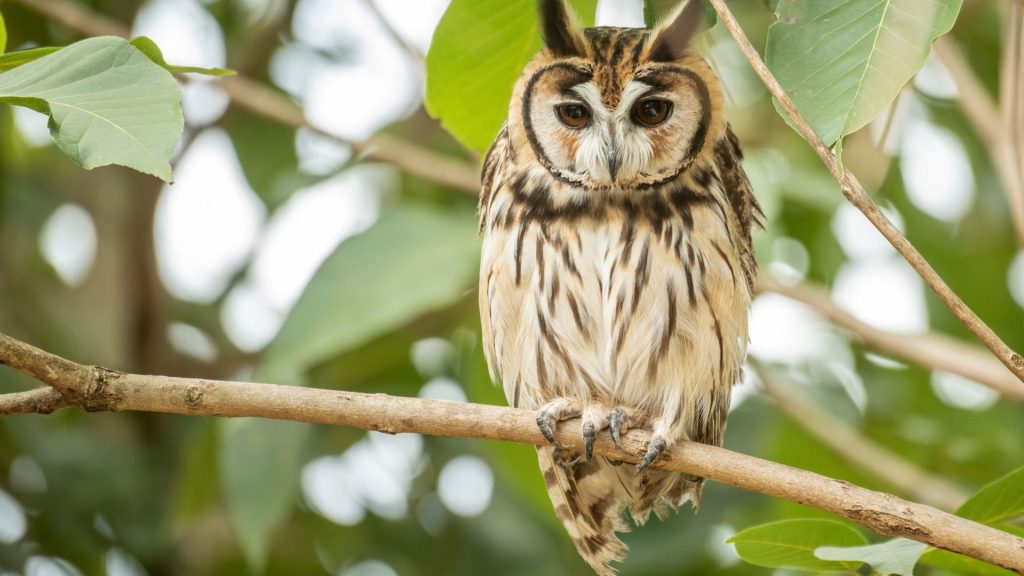 aves-brasileiras-coruja-orelhuda