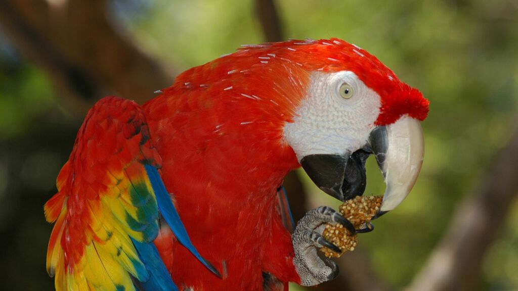 aves-brasileiras-arara-macao