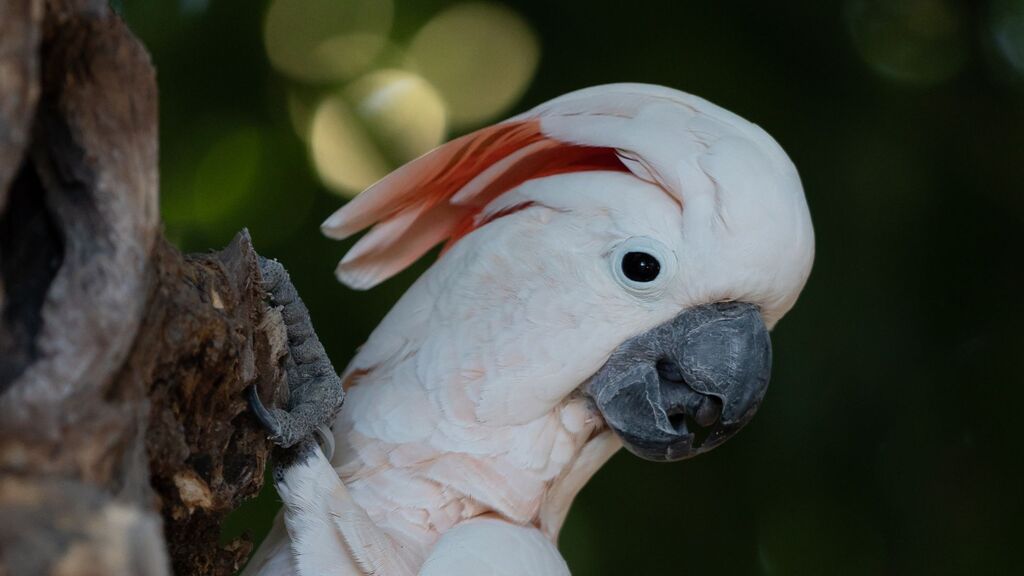 cacatua-moluccana 