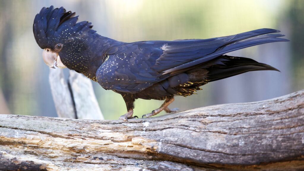 aves-que-falam-catatua-negra