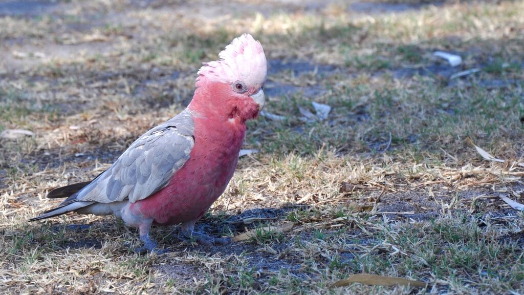 Cacatua-galah