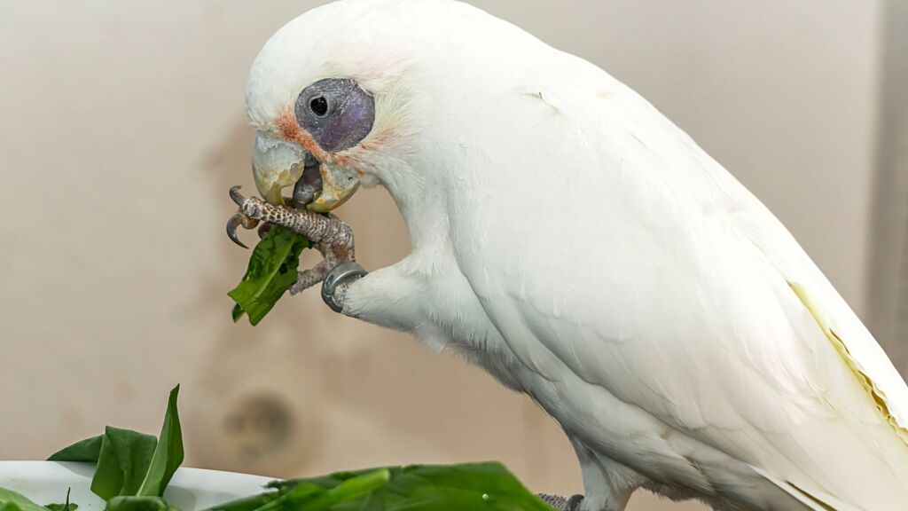 aves-que-falam