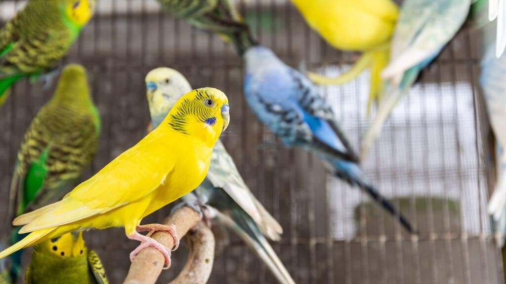 como-saber-se-o-periquito-femea-ou-macho-pela-personalidade