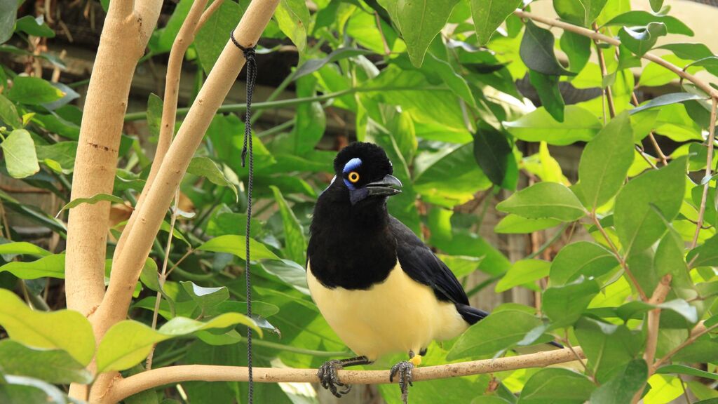 aves-do-brasil-galha-picaca