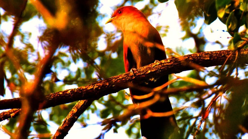 passaro-alma-de-gato-no-brasil