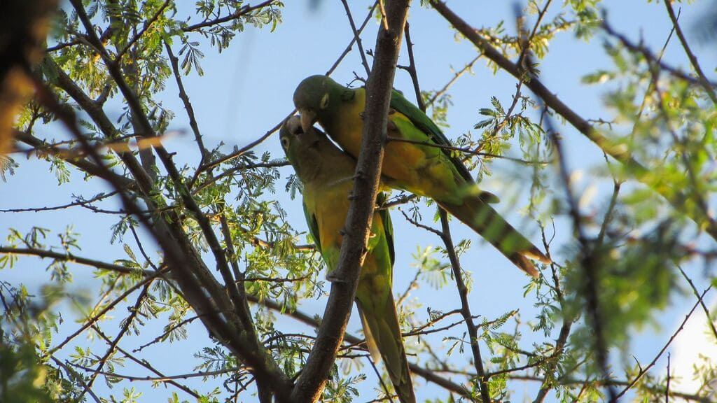 periquito-da-caatinga-filho-te