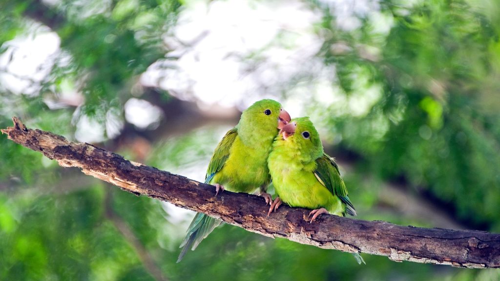 periquito-verde-como-diferenciar-o-macho-da-femea