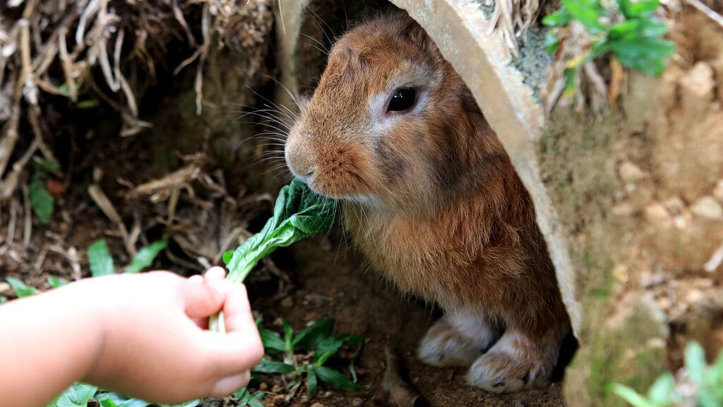 coelhos-alimentos-perigosos-para-coelhos-vegetais