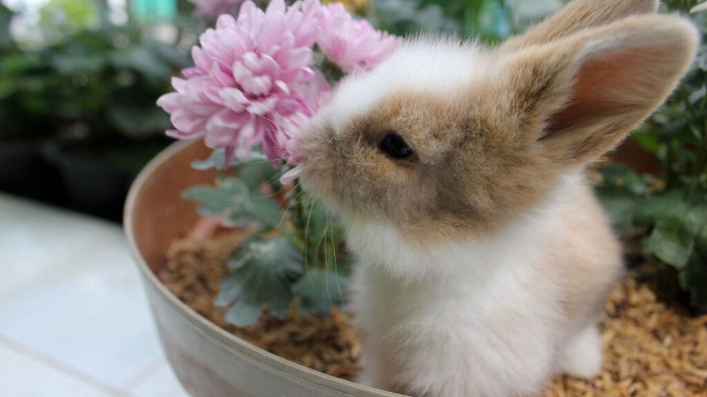 coelhos-alimentos-perigosos-para-coelhos-plantas