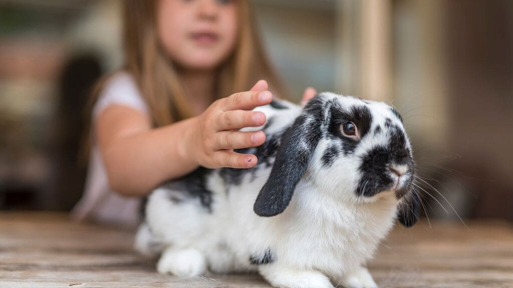 especies-de-coelhos-domecticos-mais-populares