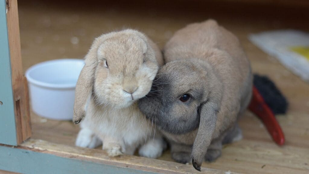 especies-de-coelhos-domesticos-fuzzy-lop