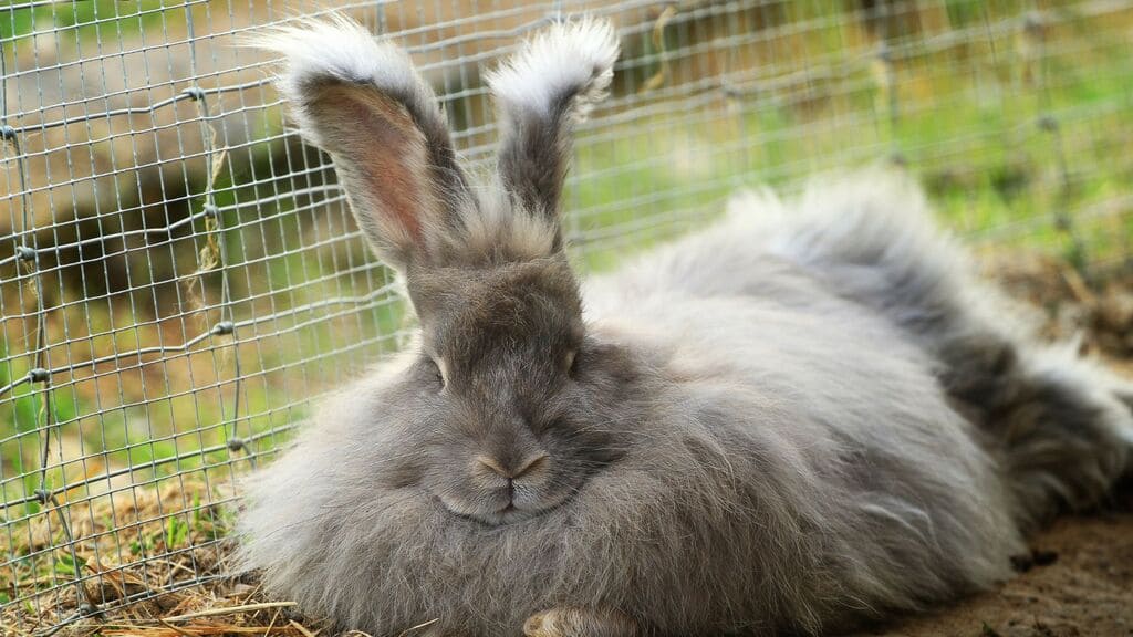 coelhos-domesticos-angora-ingles