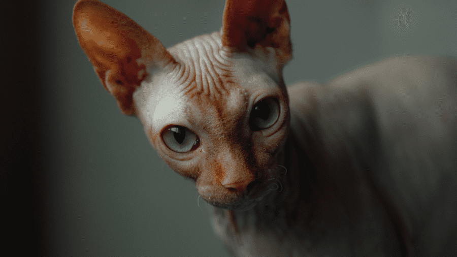 gatos-de-raça-Sphynx