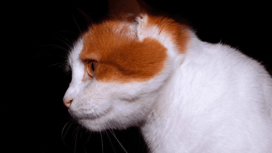 gatos-de-raça-Turkish-Van