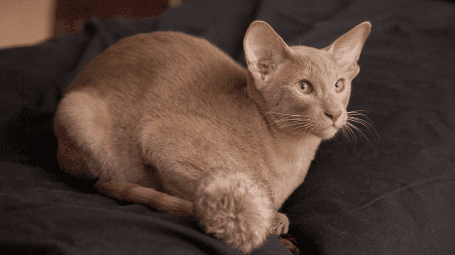 gatos-de-raça-Oriental-Shorthair