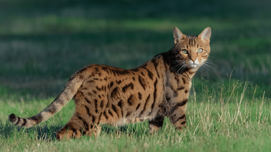 gatos-de-raça-bengal