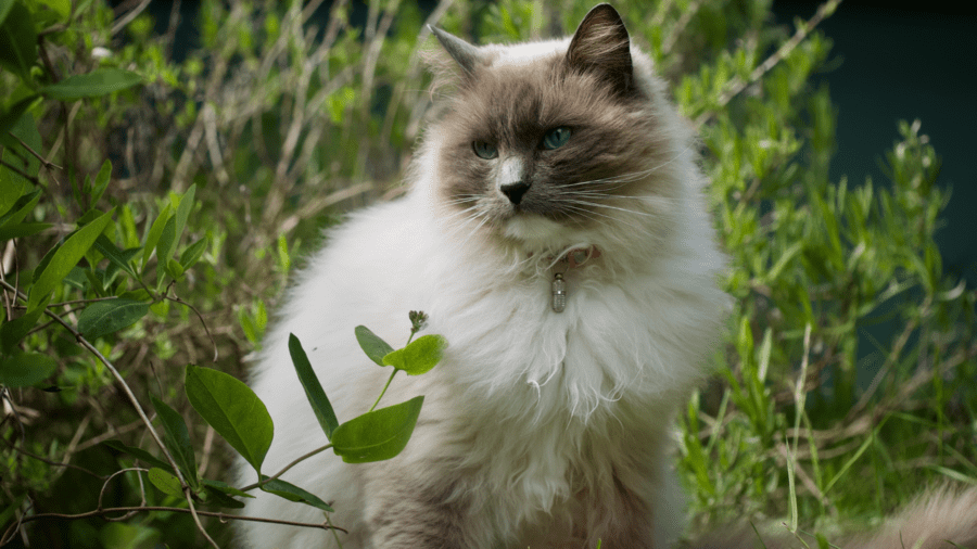 racas-de-gatos-perguntas-frequentes 