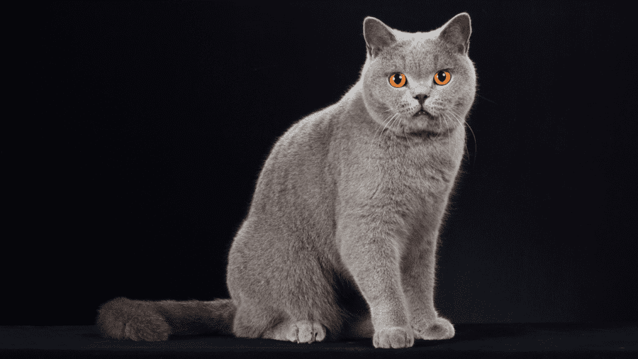 gatos-de-raça-British-Shorthair