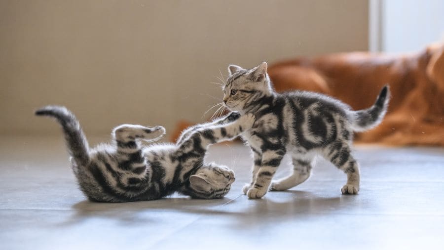 como-cuidar-de-gatinhos-filhotes-corretamente