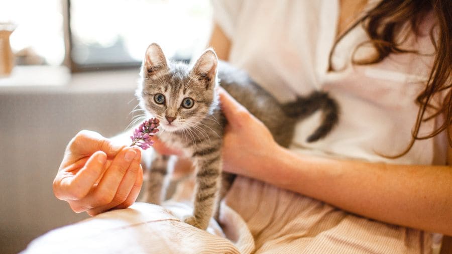 riscos-e-preocupaçoes-com-gatinhos-filhote 