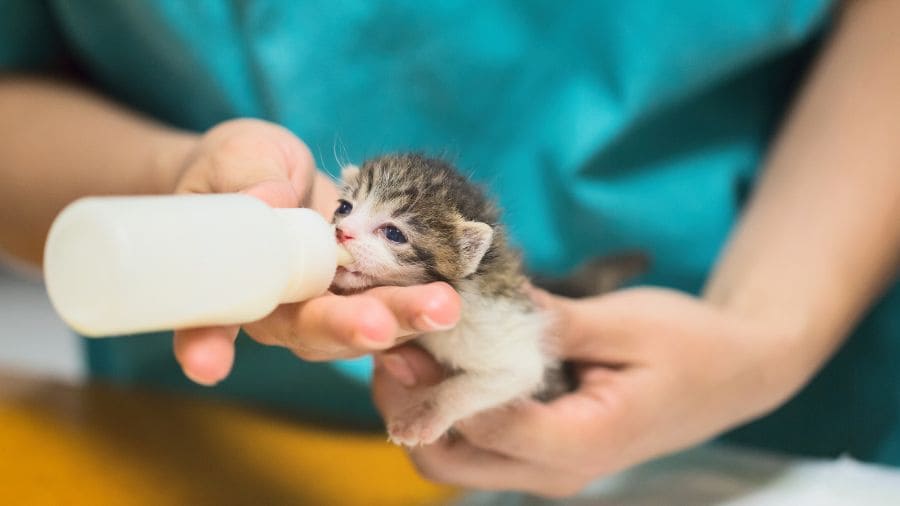 como-cuidar-de-gatinhos-filhotes-alimentacao-adequada