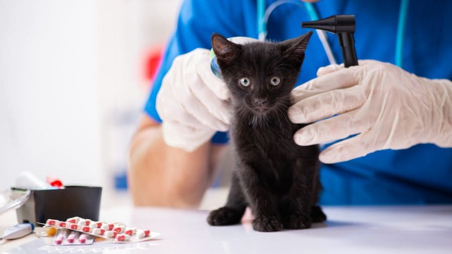 cuidados-essenciais-para-cuidar-de-gatinhos-filhotes