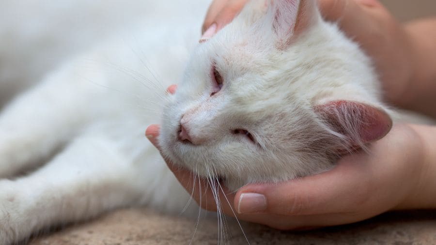 como-identificar-se-o-esta-gato-gripado