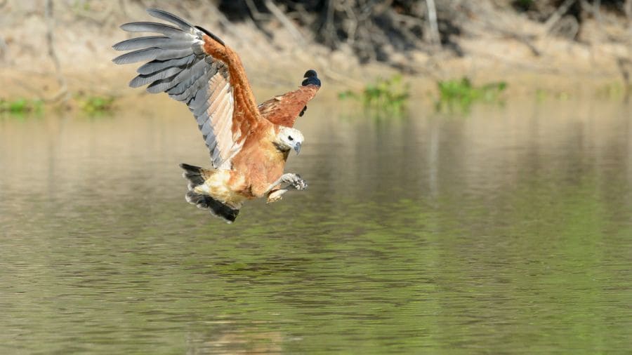 aves-de-rapina-