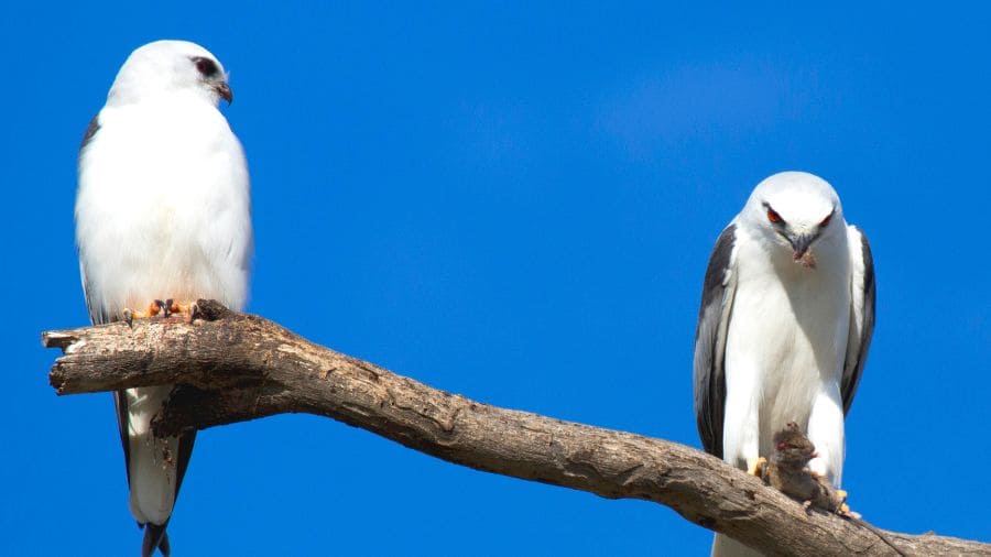 aves-de-rapina-