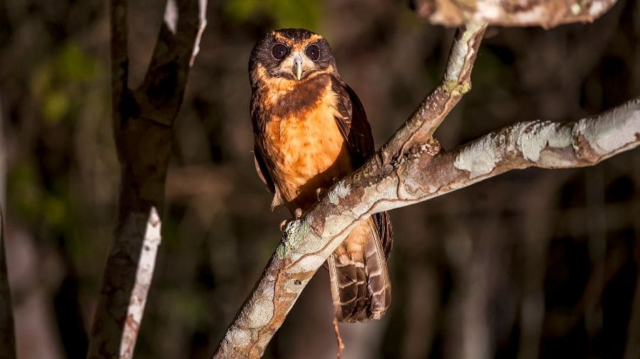 aves-de-rapina-